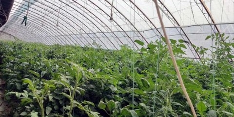 八師石河子市科技調(diào)研組赴六師交流學習，助力設施農(nóng)業(yè)技術開發(fā)與創(chuàng)新