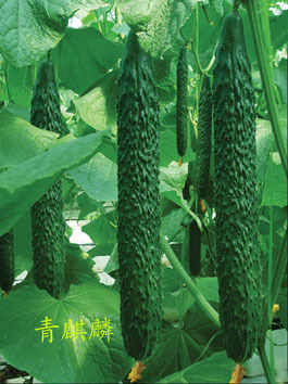 北京中良信農(nóng)業(yè)技術(shù)開發(fā) 科技賦能現(xiàn)代農(nóng)業(yè)，引領(lǐng)綠色創(chuàng)新發(fā)展