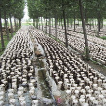 地栽黑木耳 費(fèi)縣現(xiàn)代農(nóng)業(yè)科技發(fā)展的新引擎